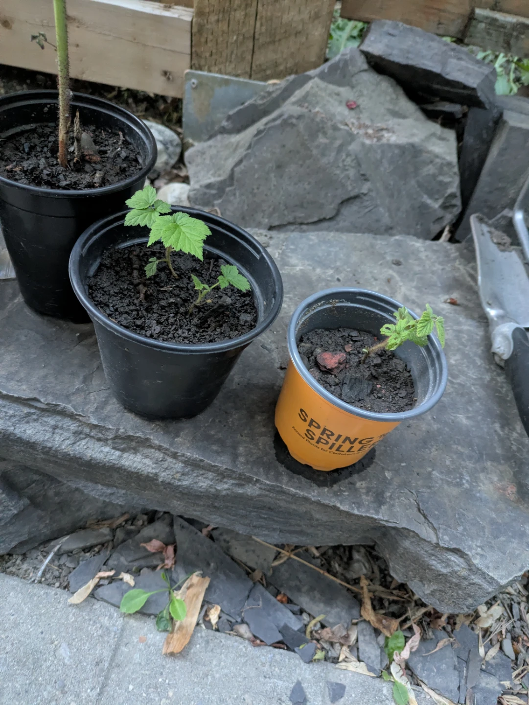 Raspberry Plants (3 pots) - photo 2