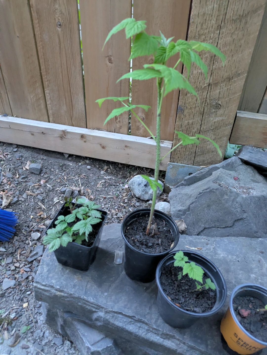 Raspberry Plants (3 pots) - photo 3