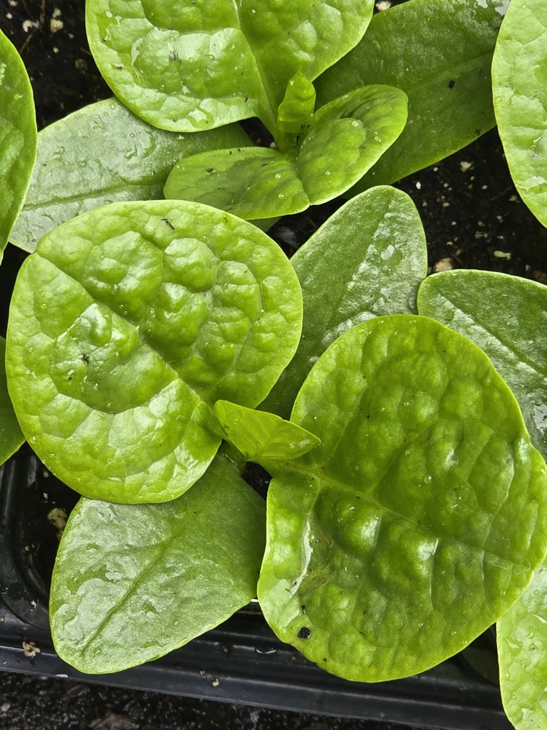 Organic Malabar Spinach seedlings