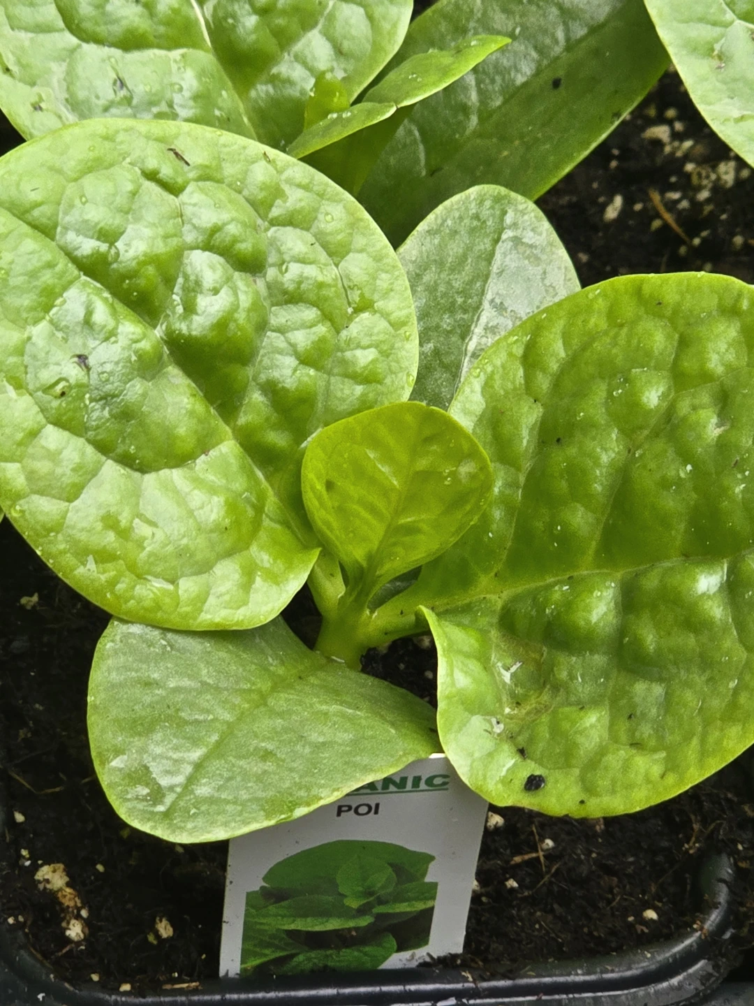 Organic Malabar Spinach seedlings - photo 3