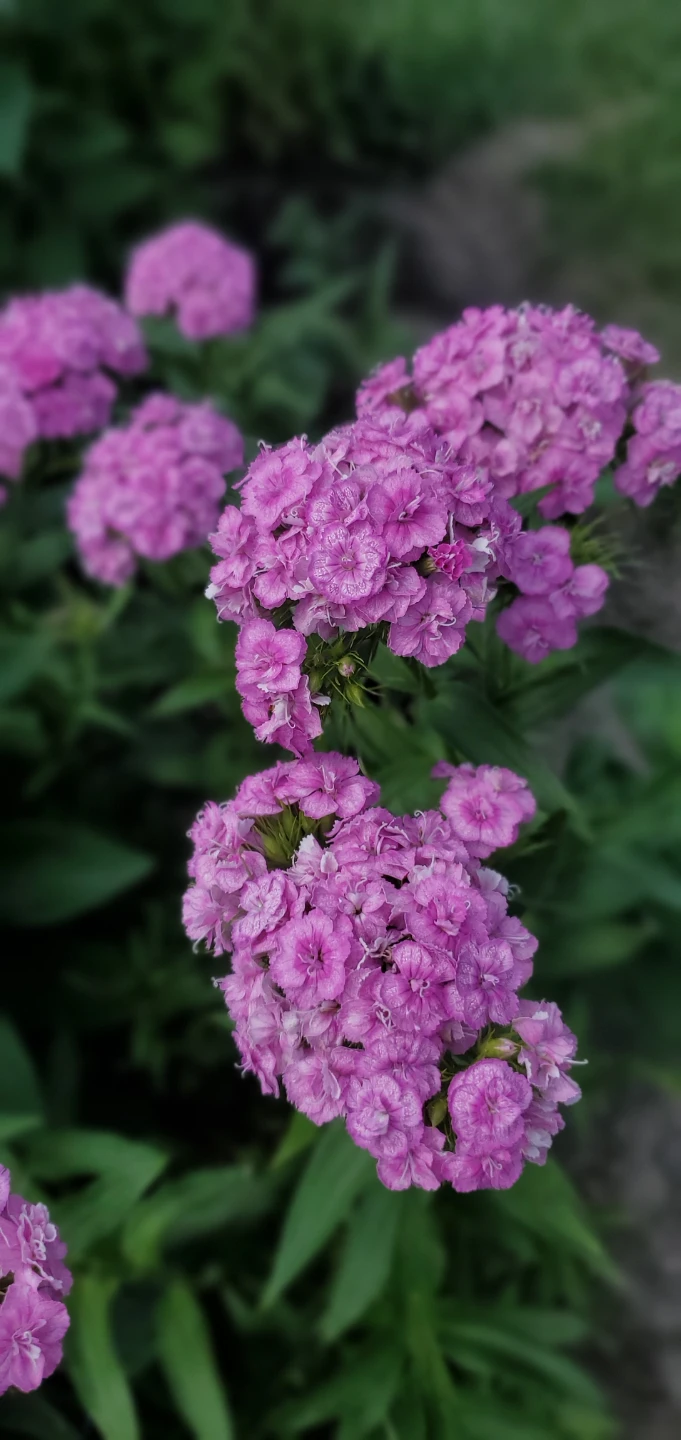 Sweet William - photo 2