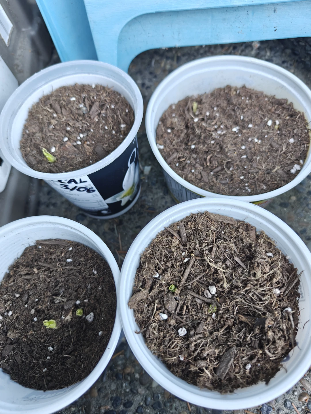 ⚽Cafe au lait Dahlia tubers sprouted $7 each - photo 3