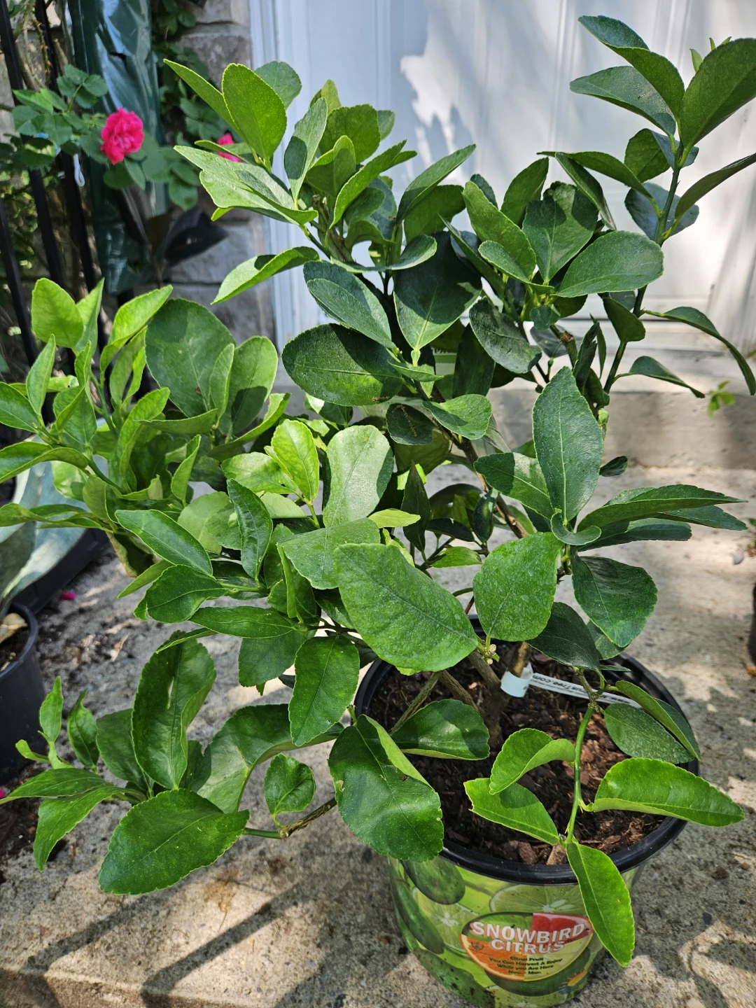Snowbird Citrus Persian Lime Tree