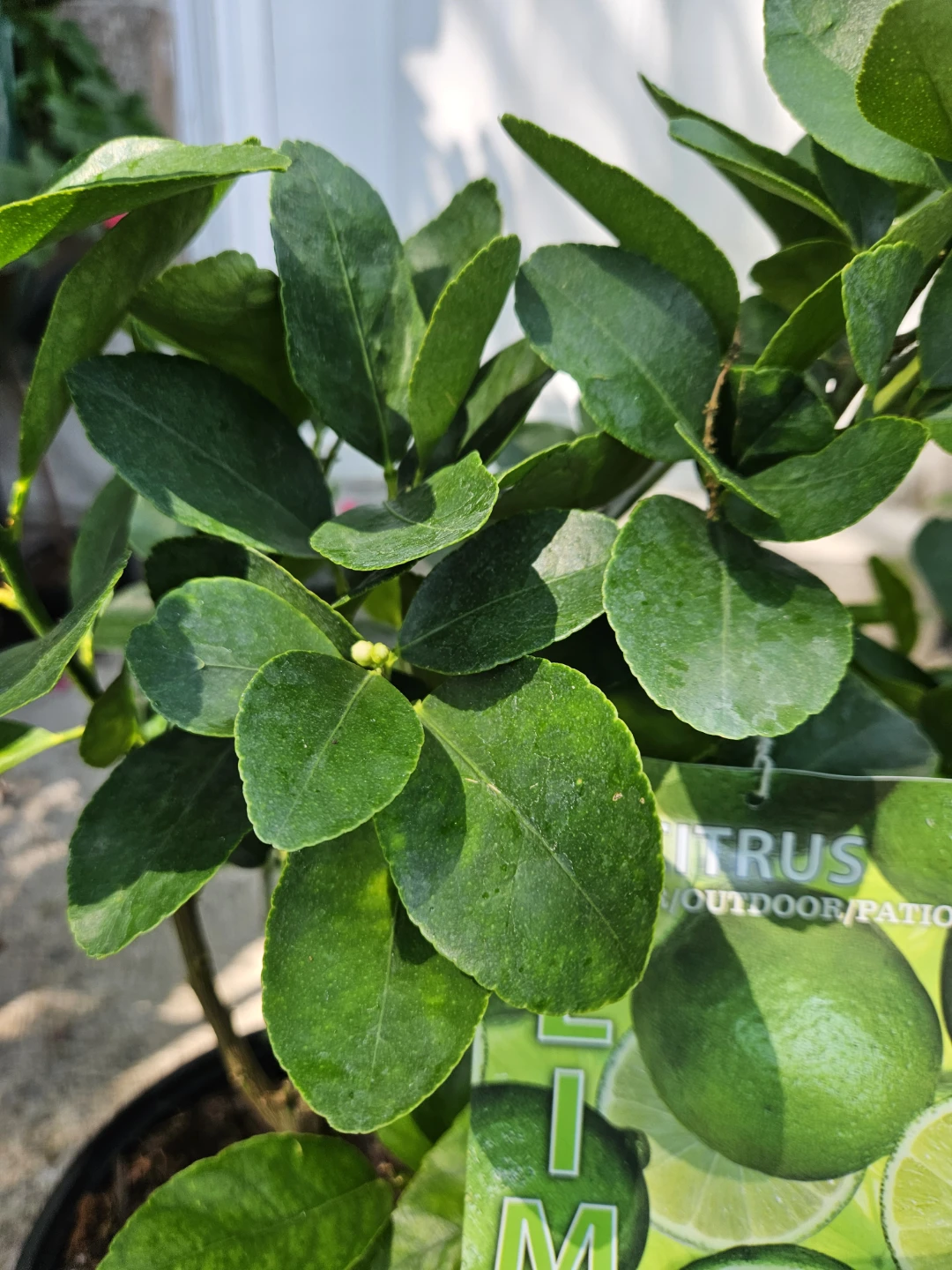 Snowbird Citrus Persian Lime Tree - photo 2