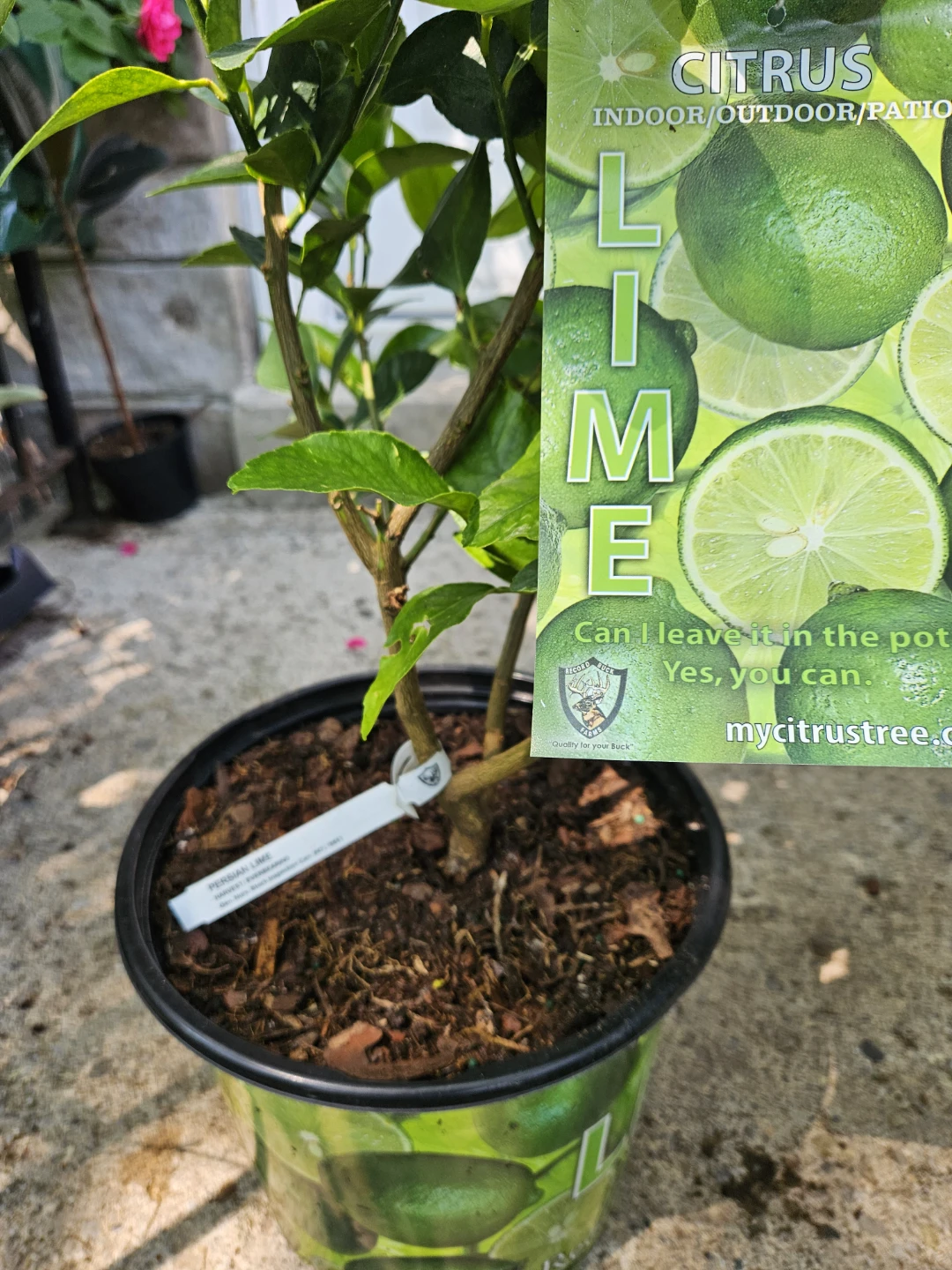 Snowbird Citrus Persian Lime Tree - photo 3