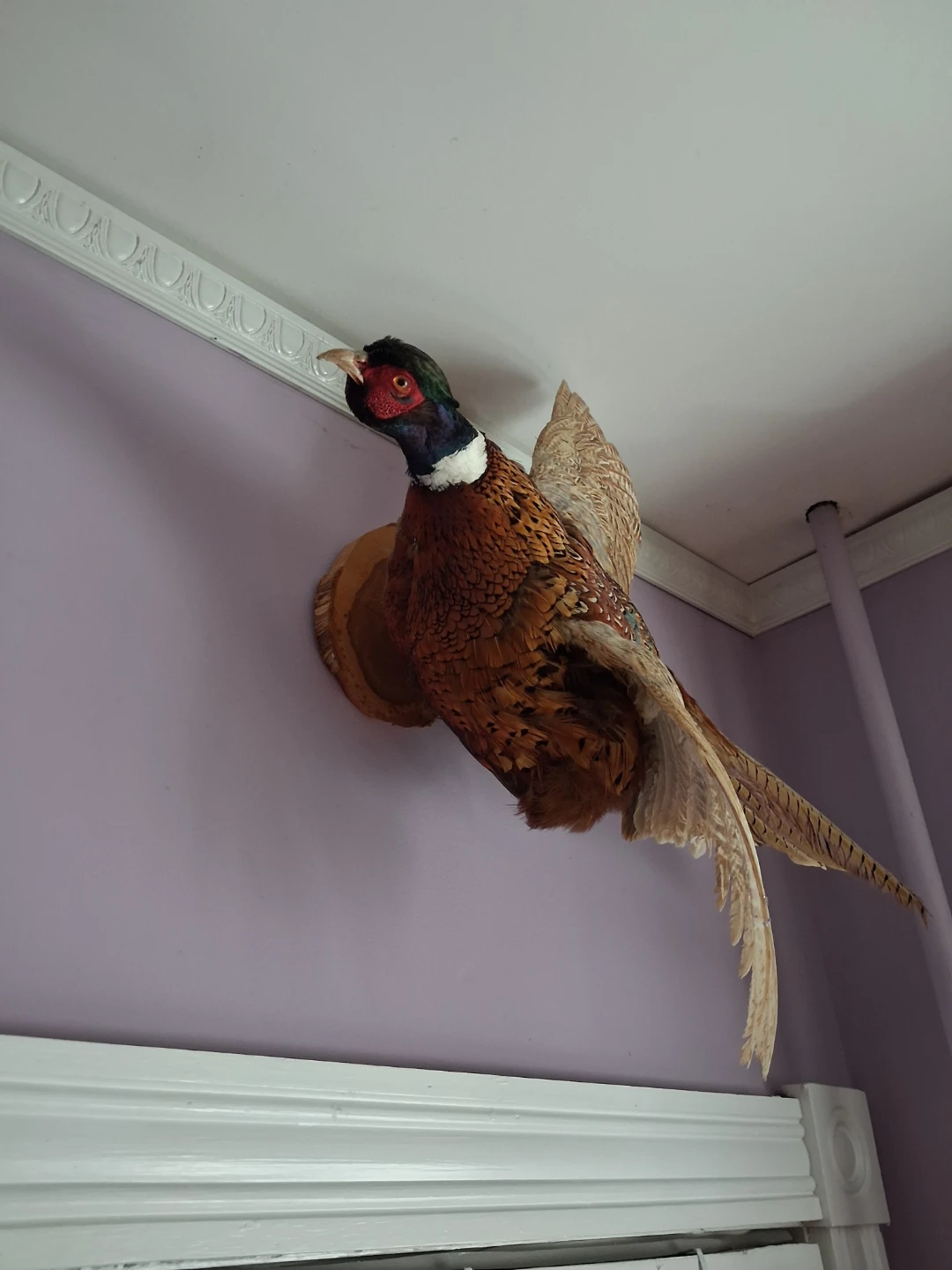 Taxidermy Pheasant Mounts - photo 5