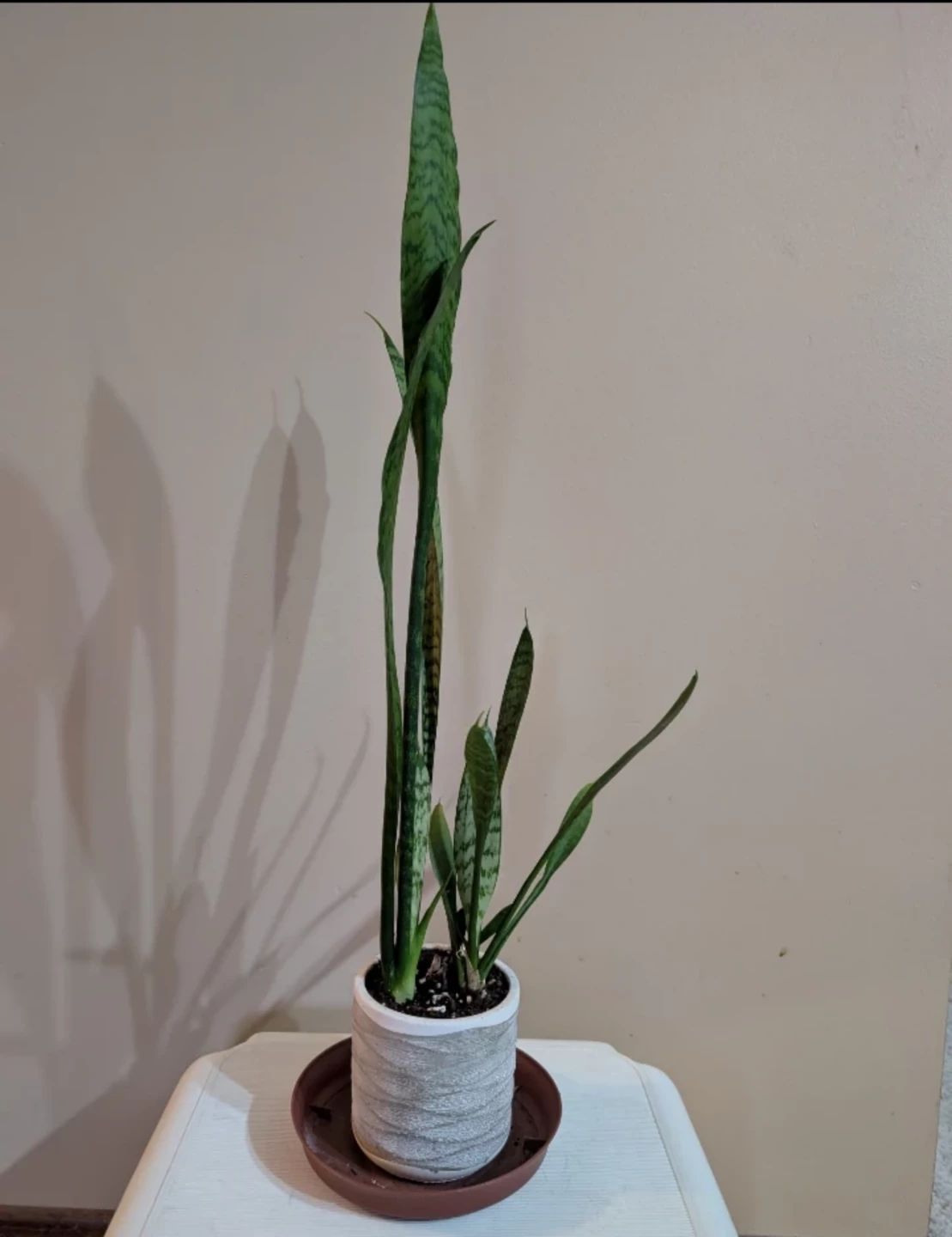 Healthy Indoor Snake Plant in Decorative Pot