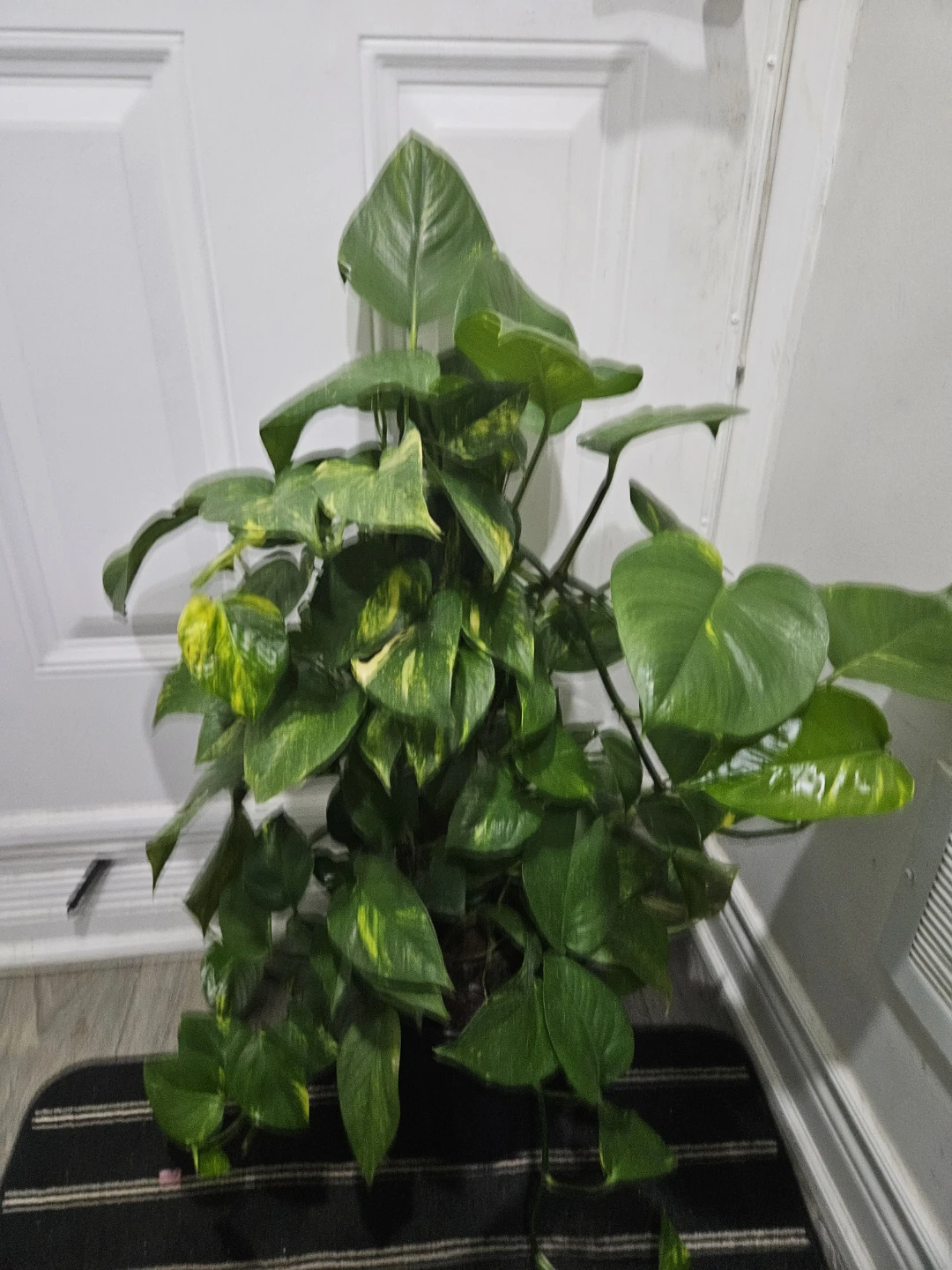 Golden Pothos Plant totem ⚽️