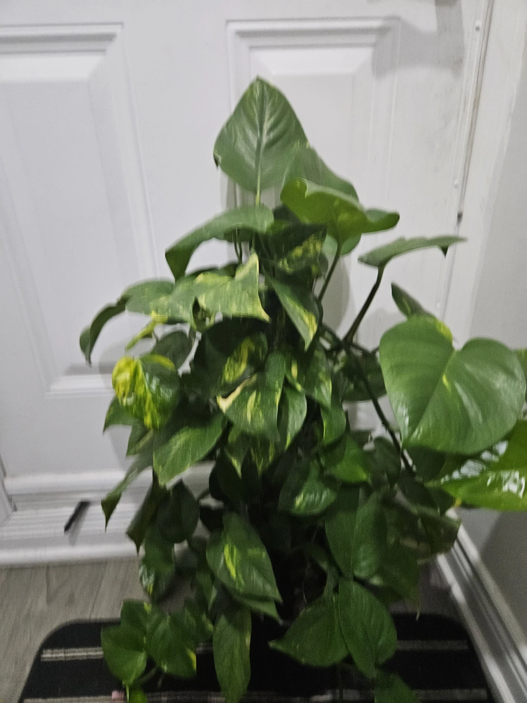 Golden Pothos Plant totem ⚽️ - photo 2