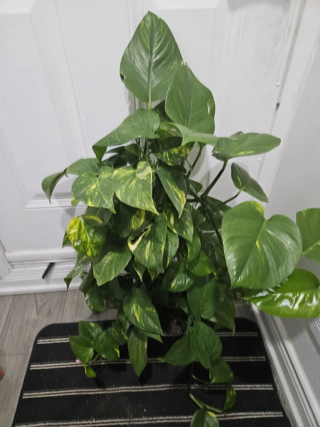 Golden Pothos Plant totem ⚽️ - photo 3