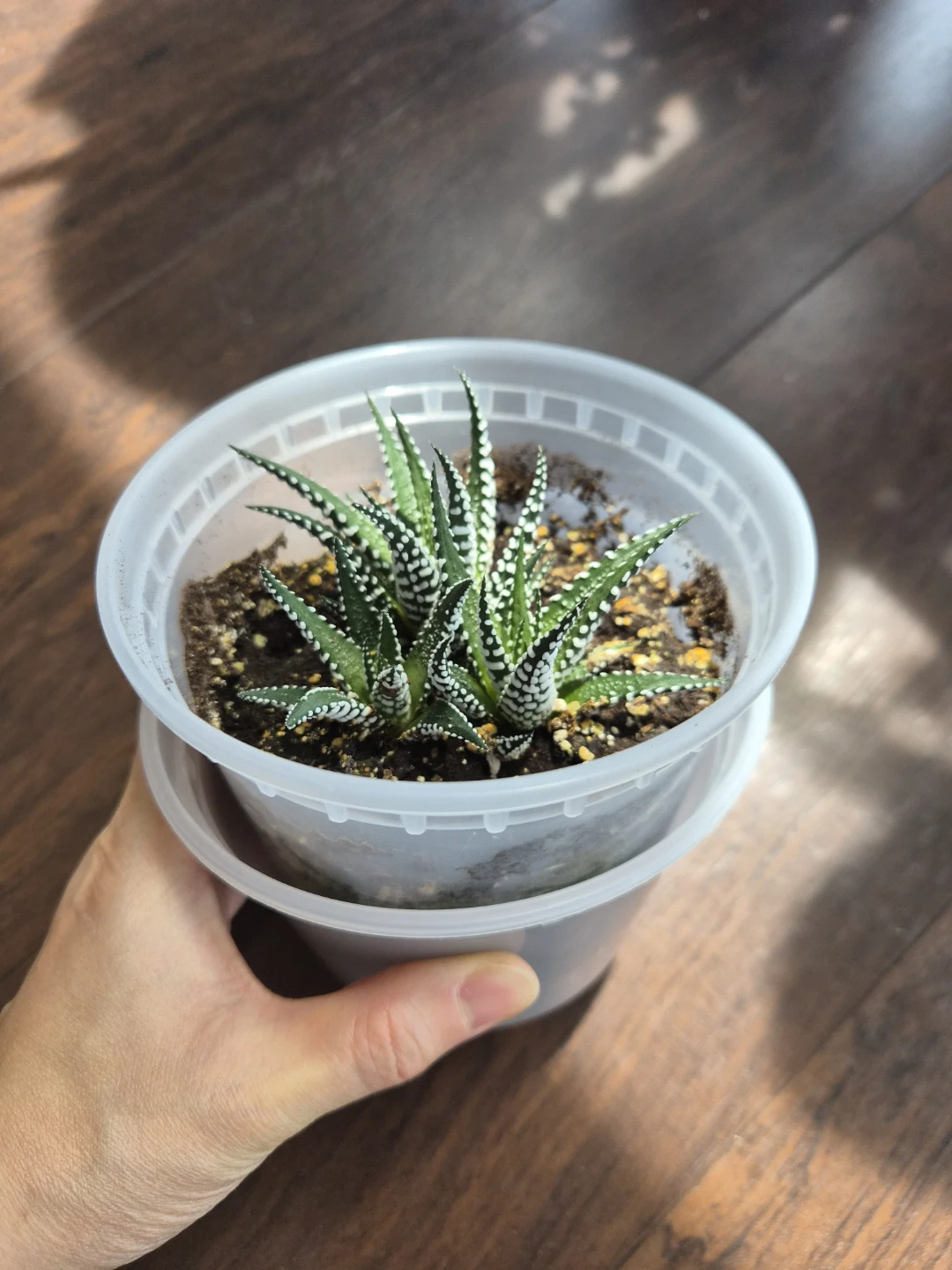 Haworthia Zebra Plant in Pot