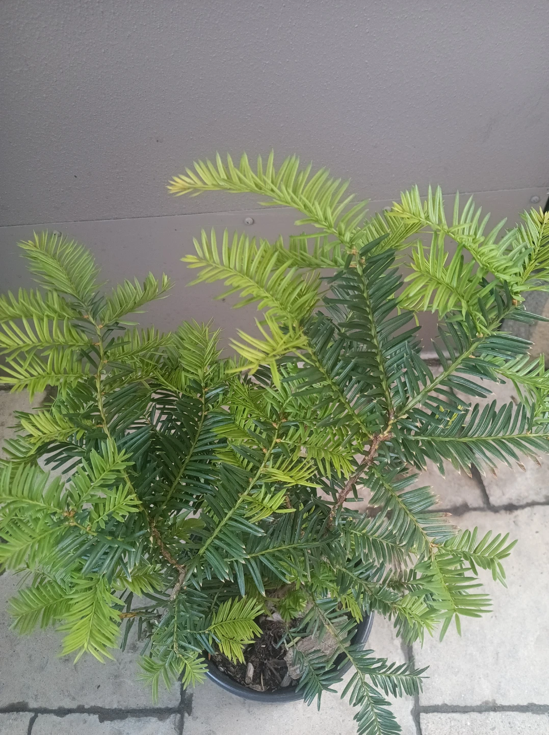 Taxus yew shrub - photo 2