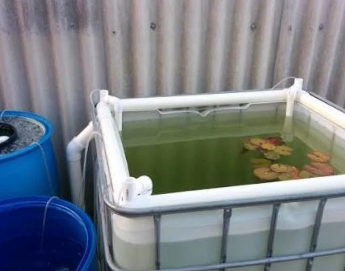 IBC fish tank