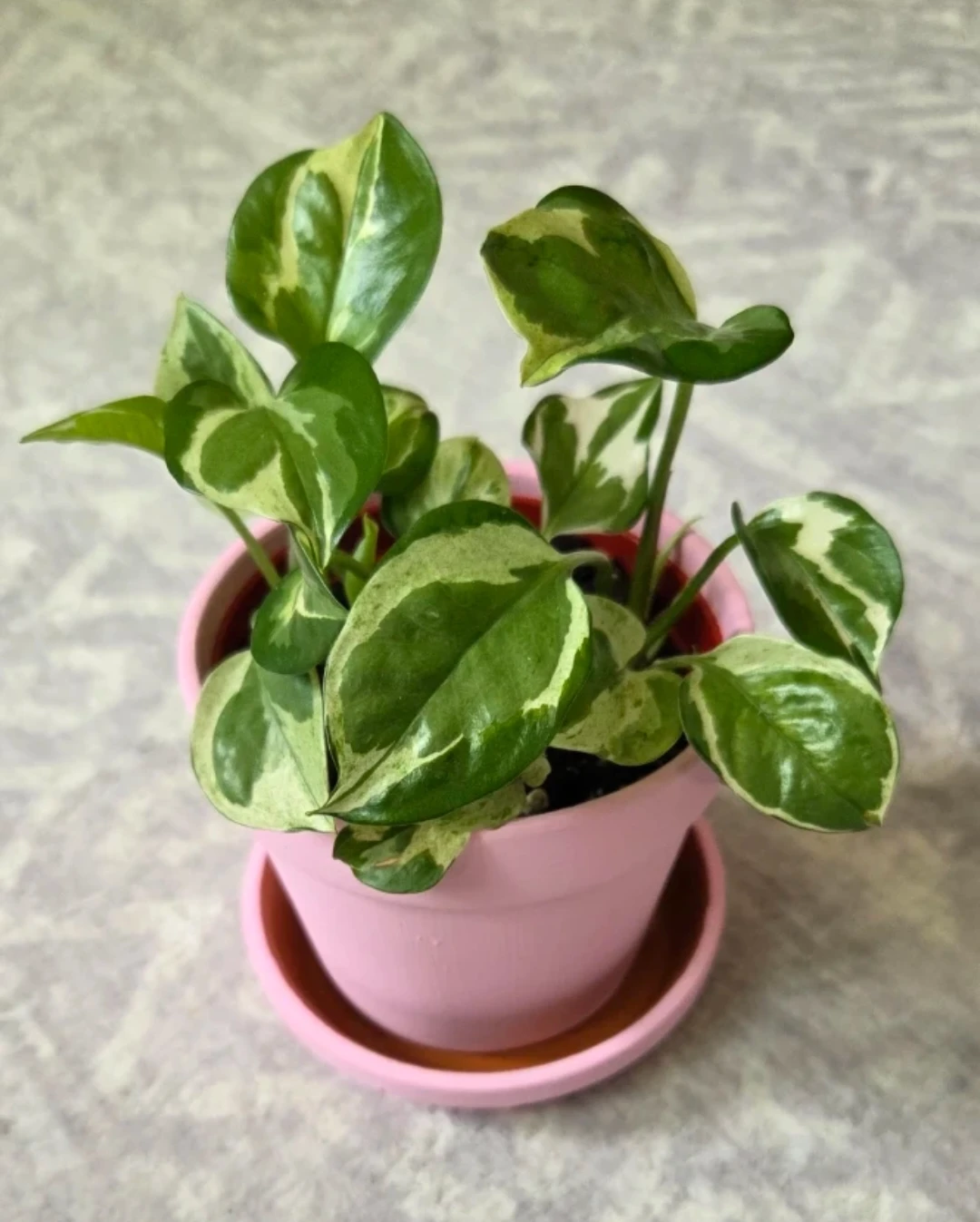 Pothos n Joy (4" pot) 🪴 - photo 3
