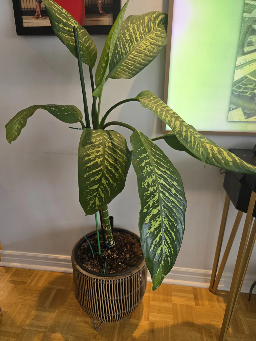 Large Dieffenbachia Plant in Rattan Pot - photo 2