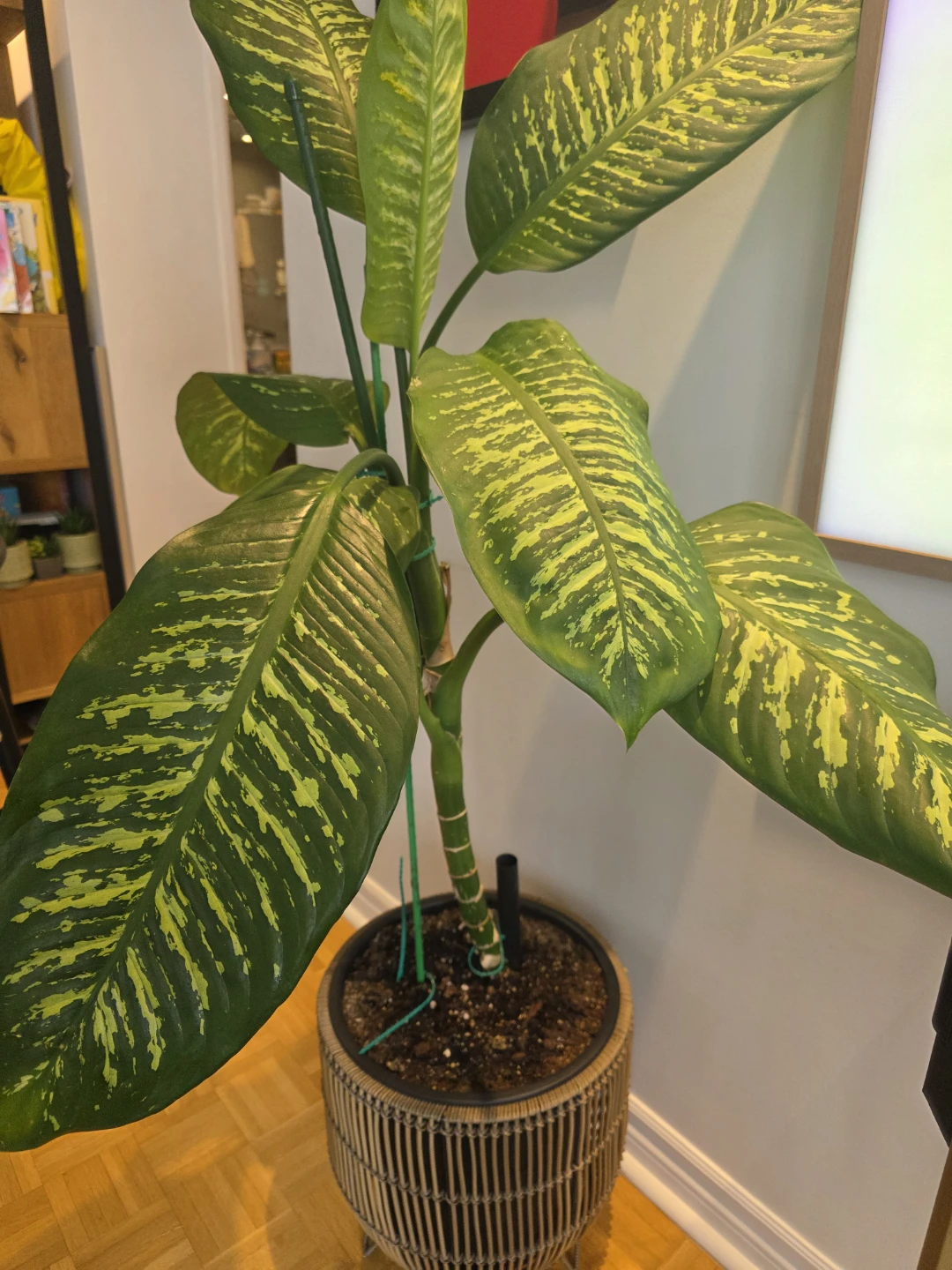 Large Dieffenbachia Plant in Rattan Pot - photo 3