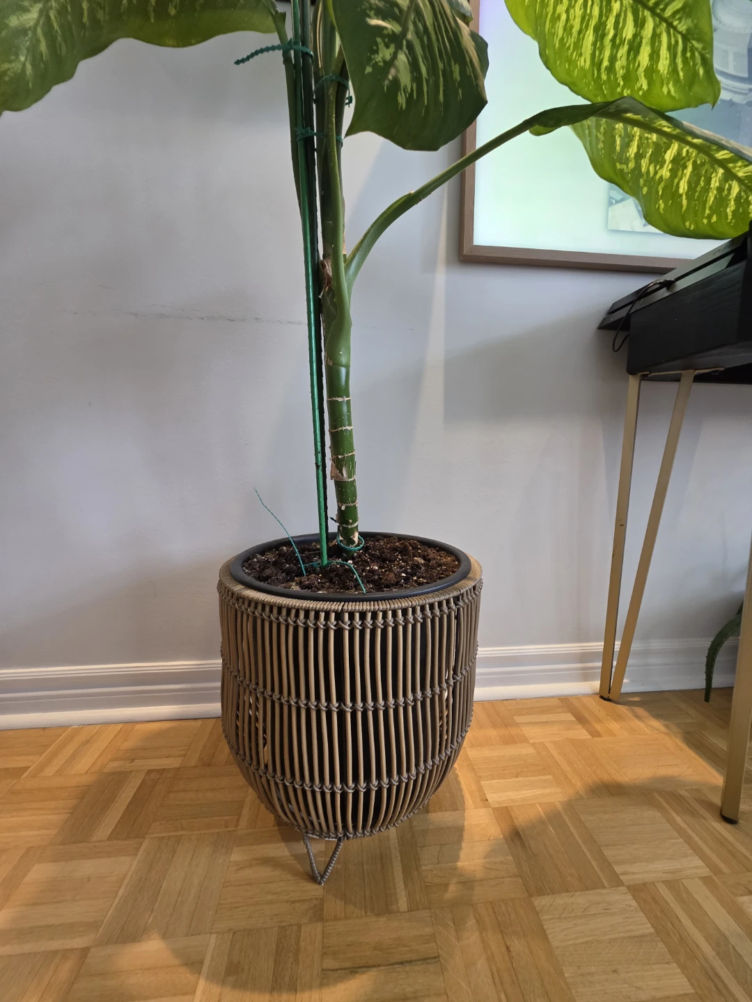 Large Dieffenbachia Plant in Rattan Pot - photo 4