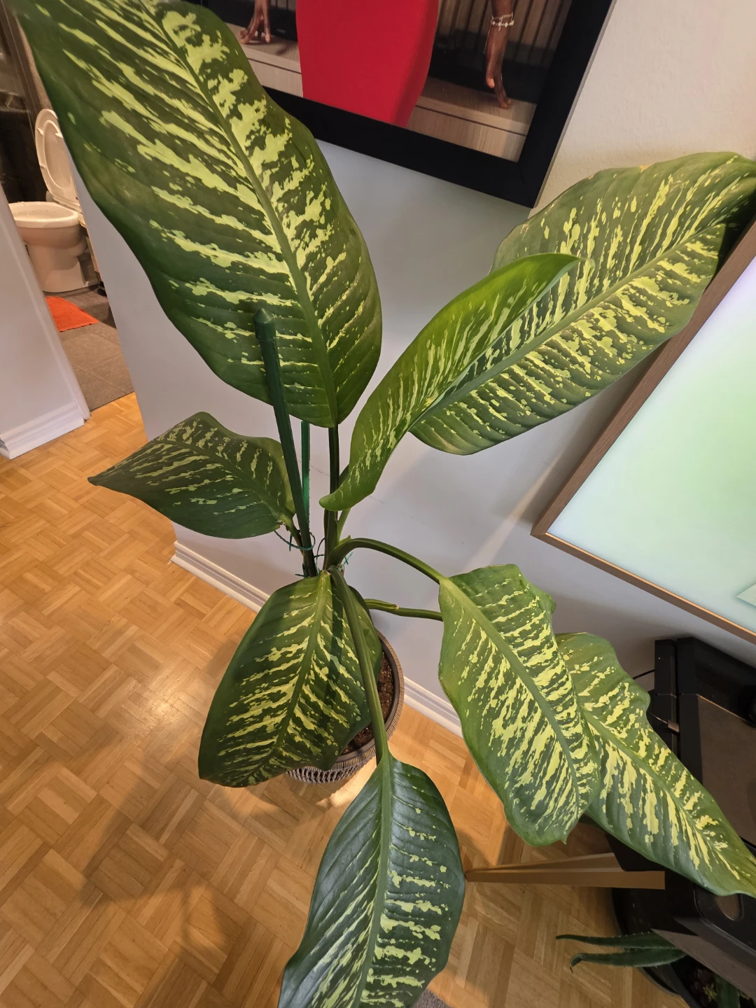 Large Dieffenbachia Plant in Rattan Pot - photo 5