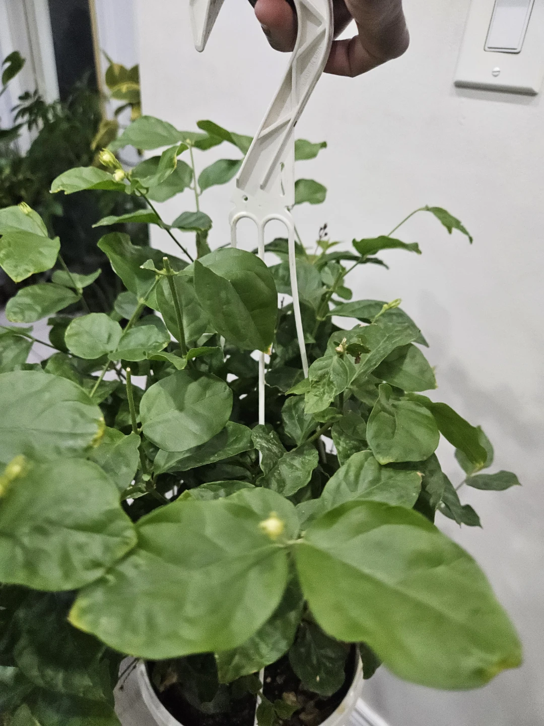 Flowering Jasmine Plant⚽️