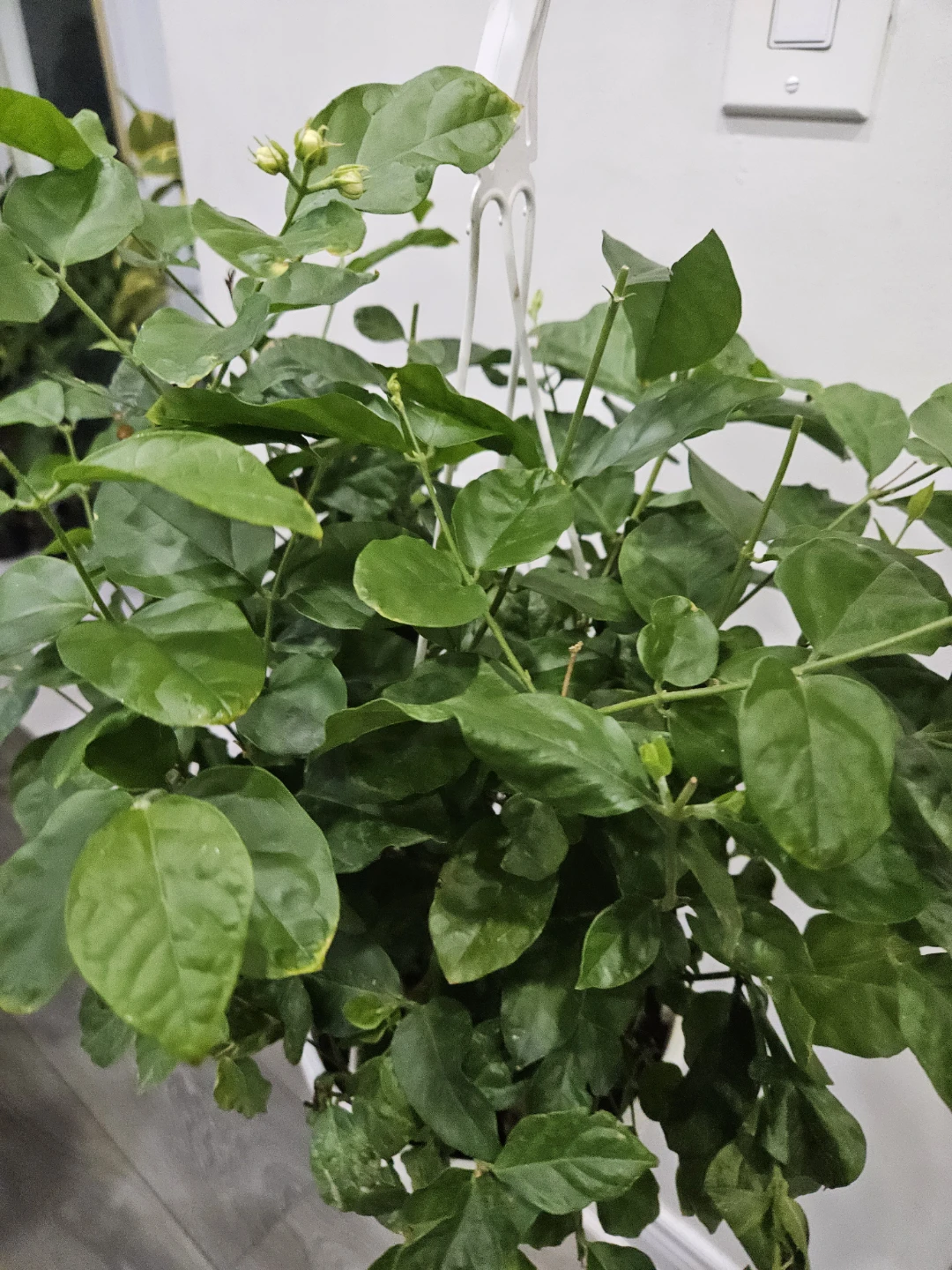 Flowering Jasmine Plant⚽️ - photo 2