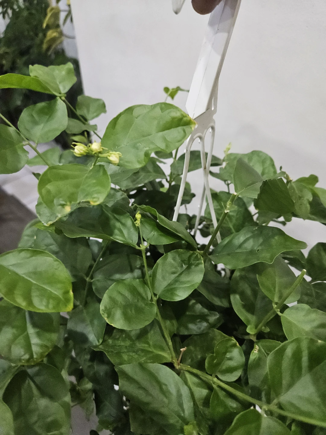 Flowering Jasmine Plant⚽️ - photo 3