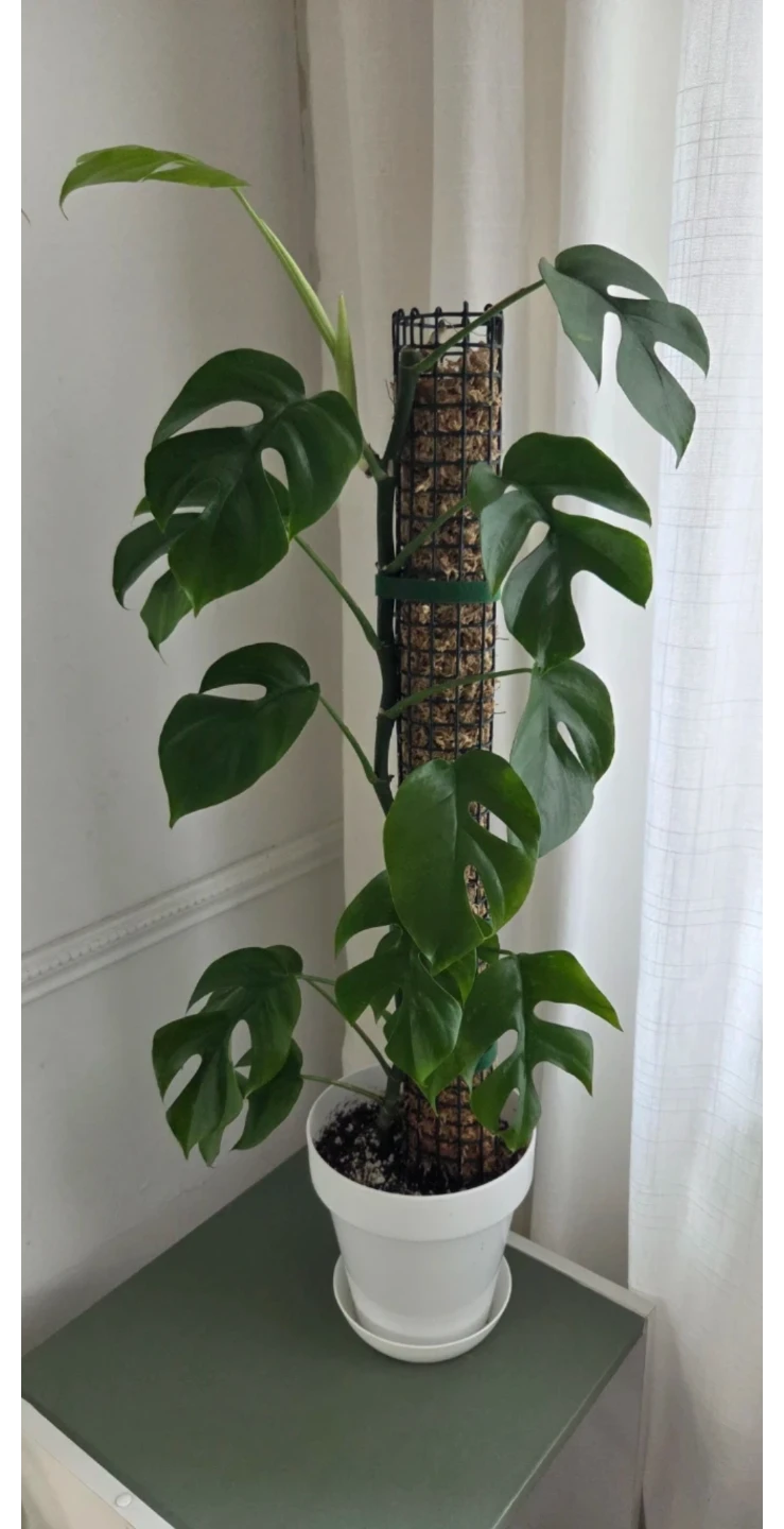 Monstera Adansonii on Moss Pole 🌱