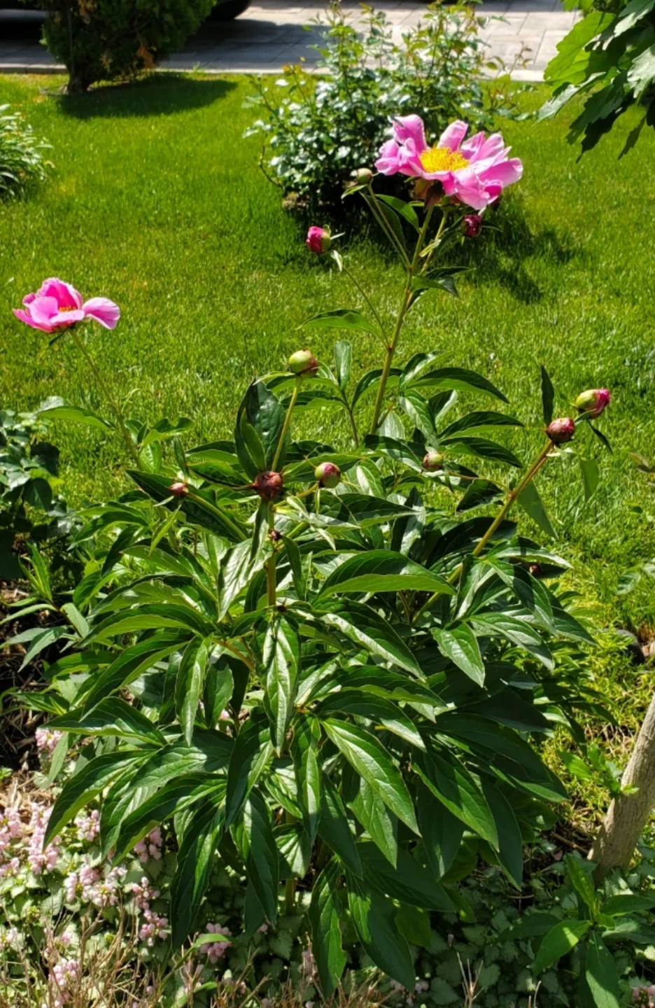 Peony - photo 2