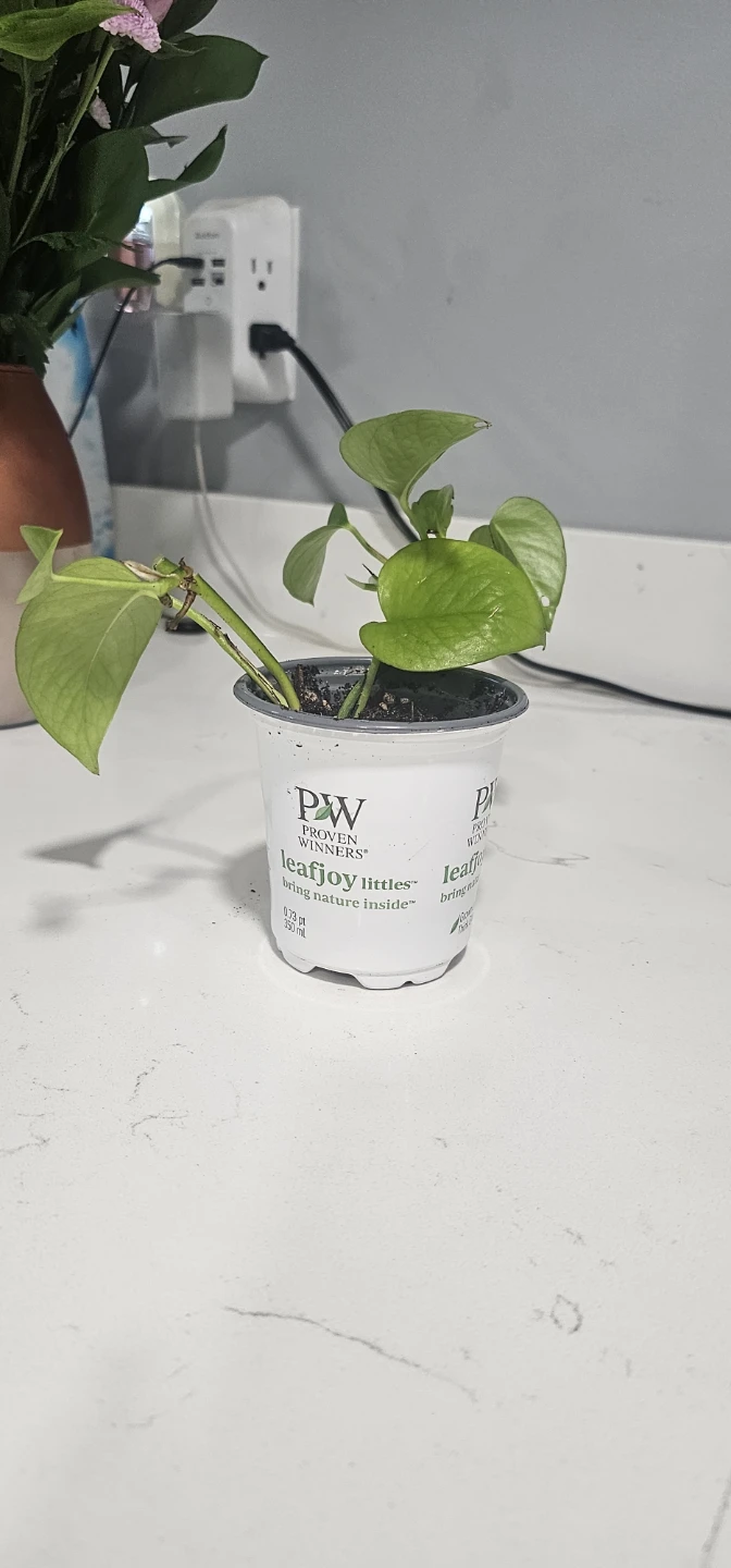 Leafjoy Littles Pothos Plant