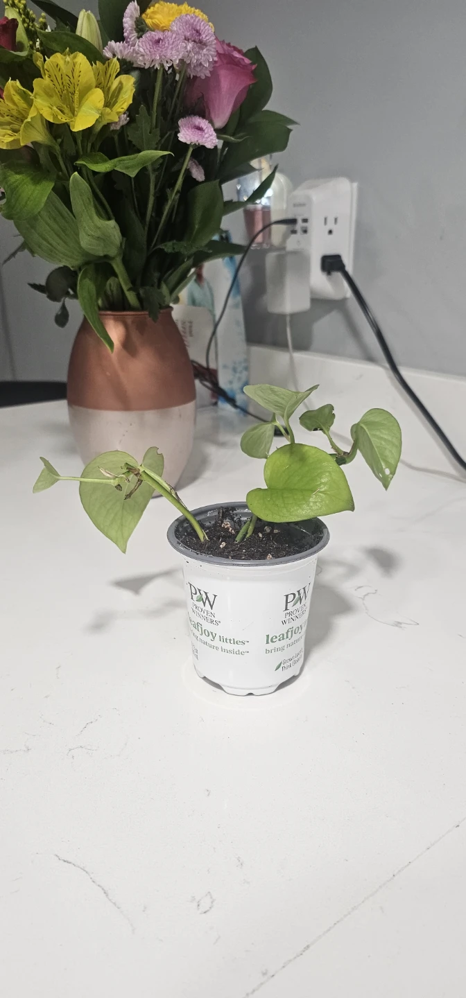 Leafjoy Littles Pothos Plant - photo 3