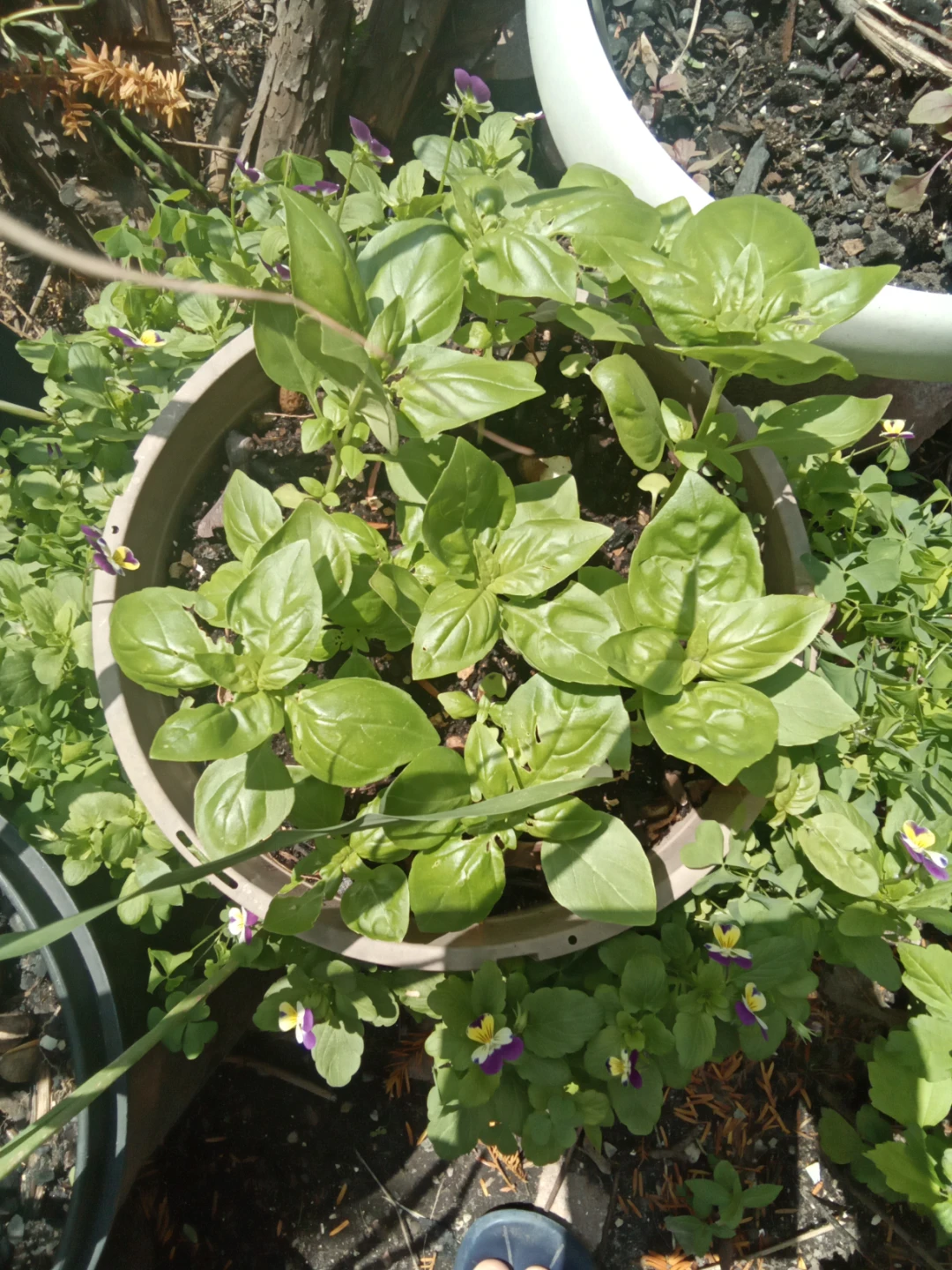 Fresh Basil Plant in Pot