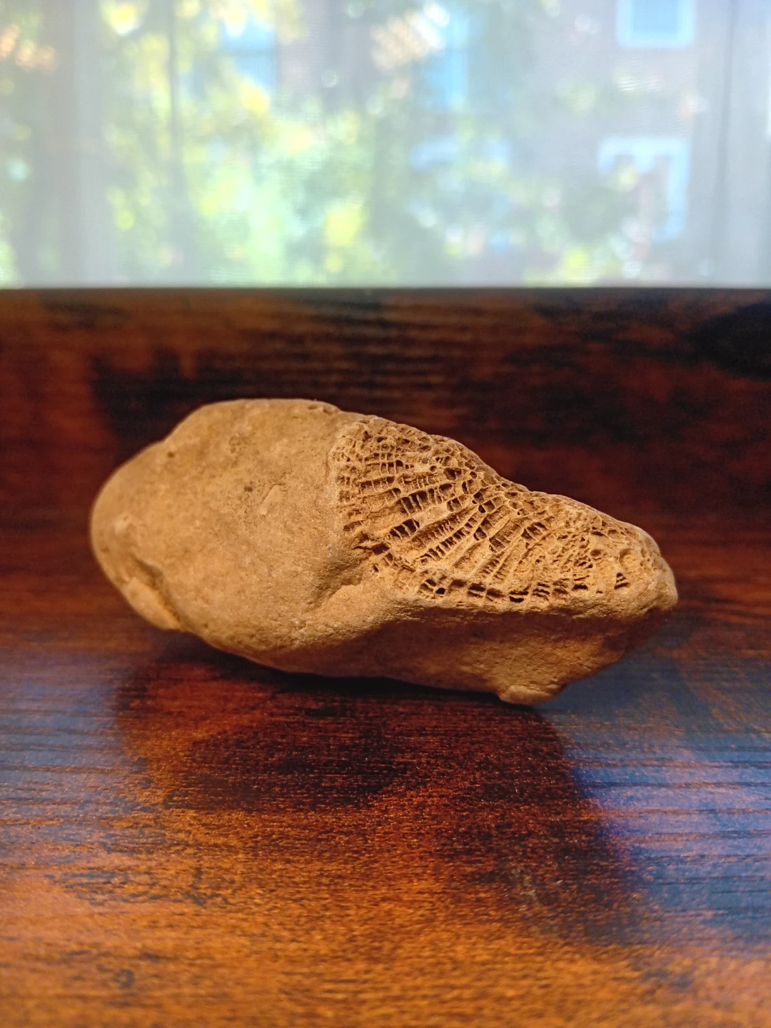 Interesting Fossilized Rock - photo 2