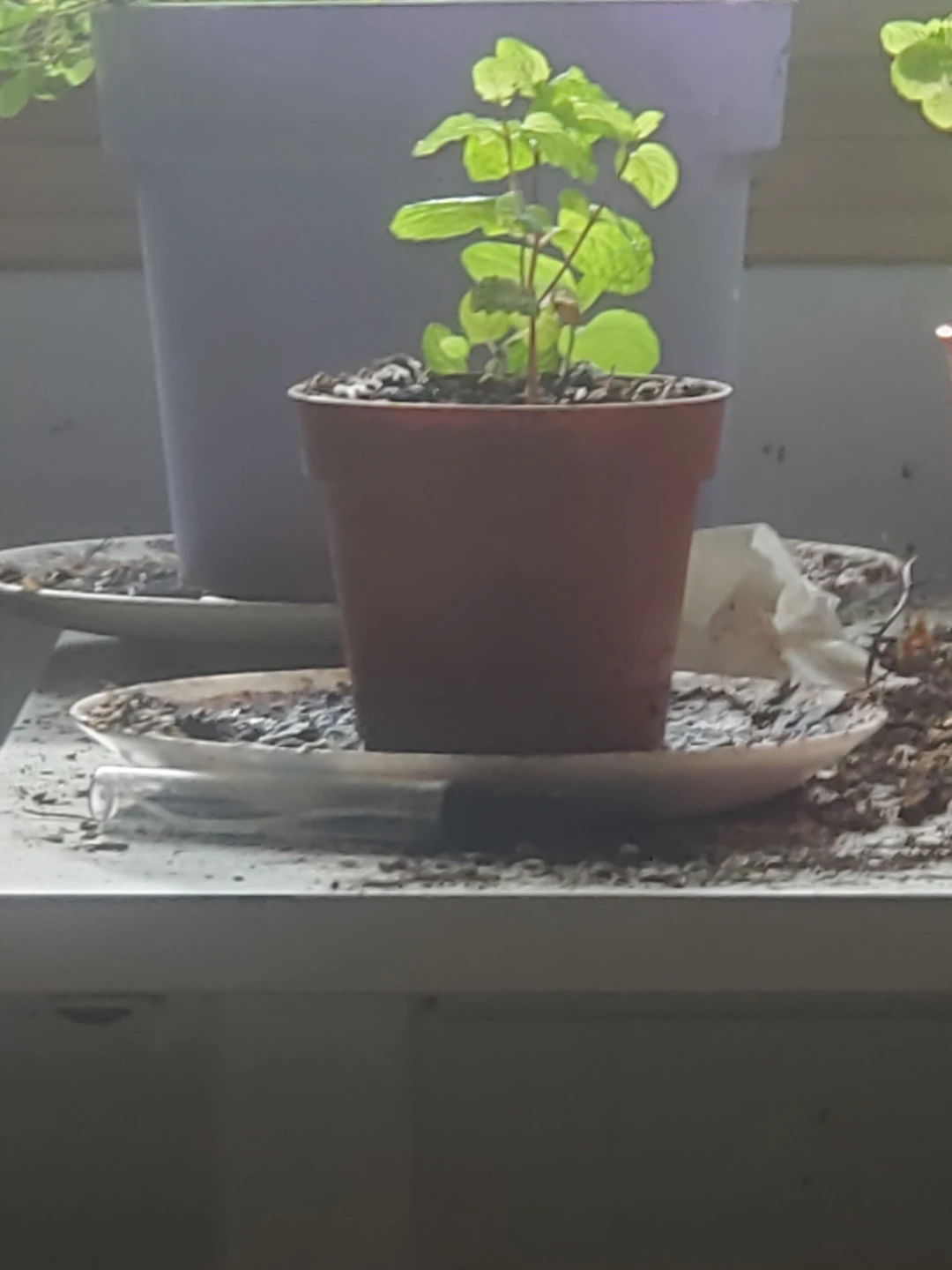 Young mint plant in a pot