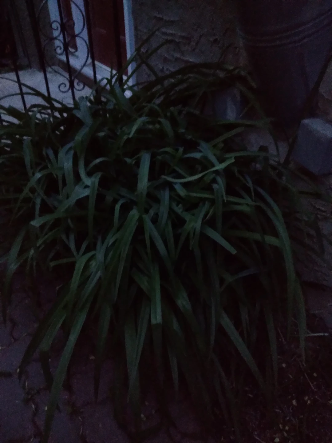 Orange lilly for sell