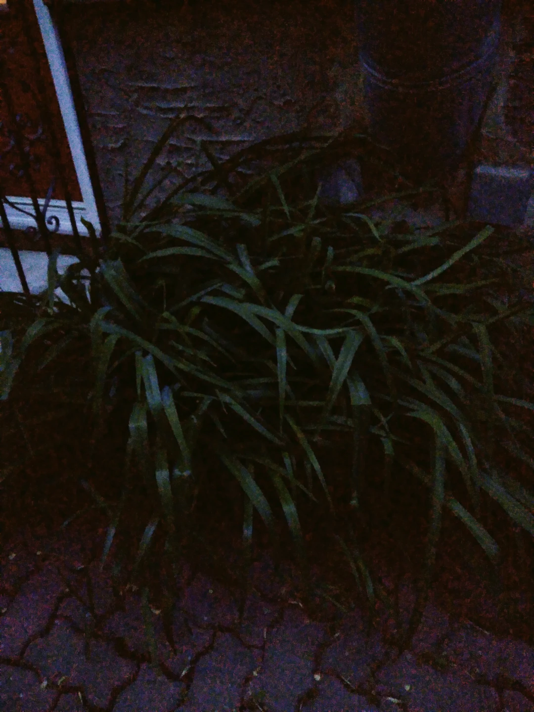 Orange lilly for sell - photo 2