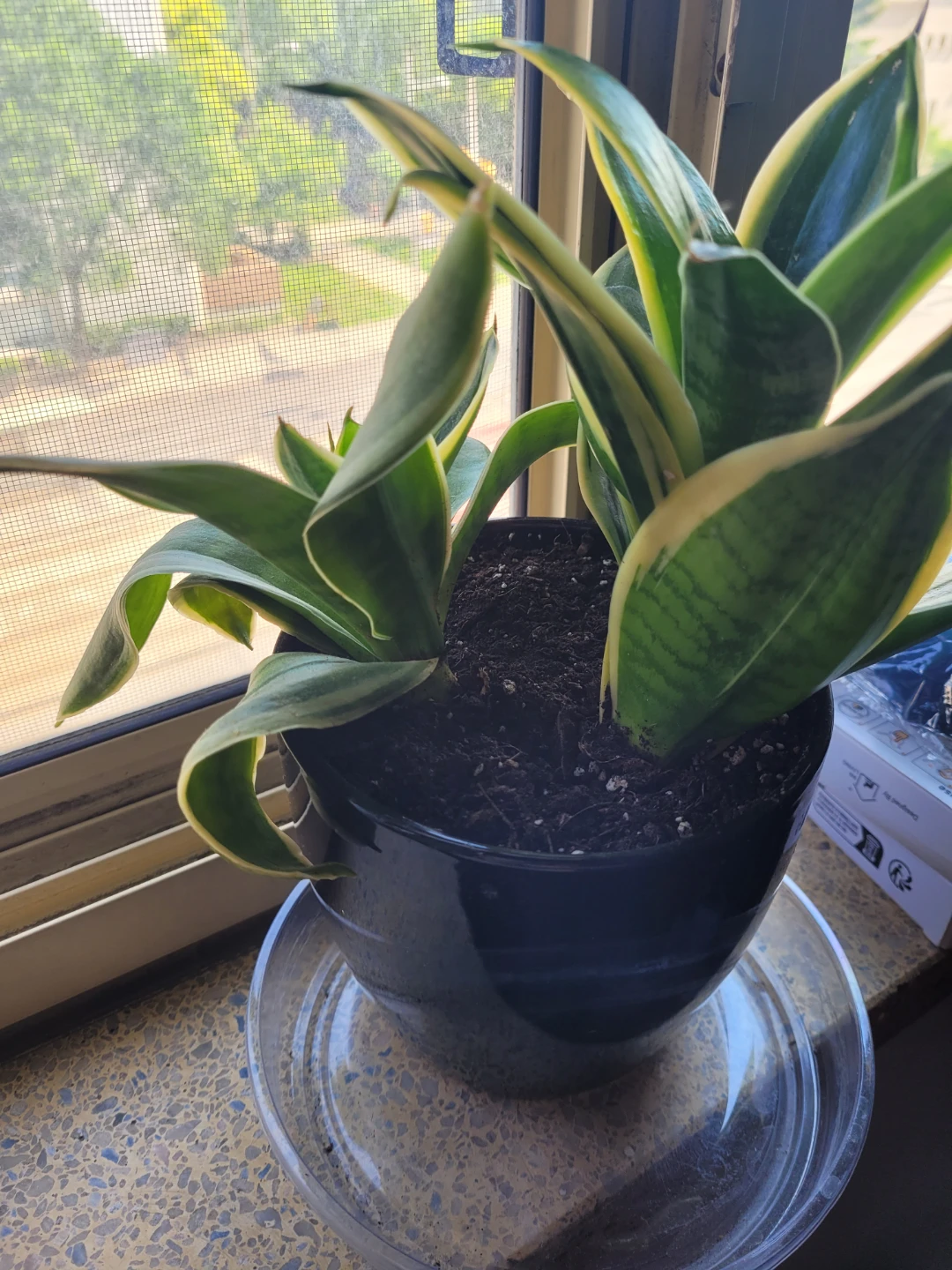 Snake Plant in Black Pot - photo 2