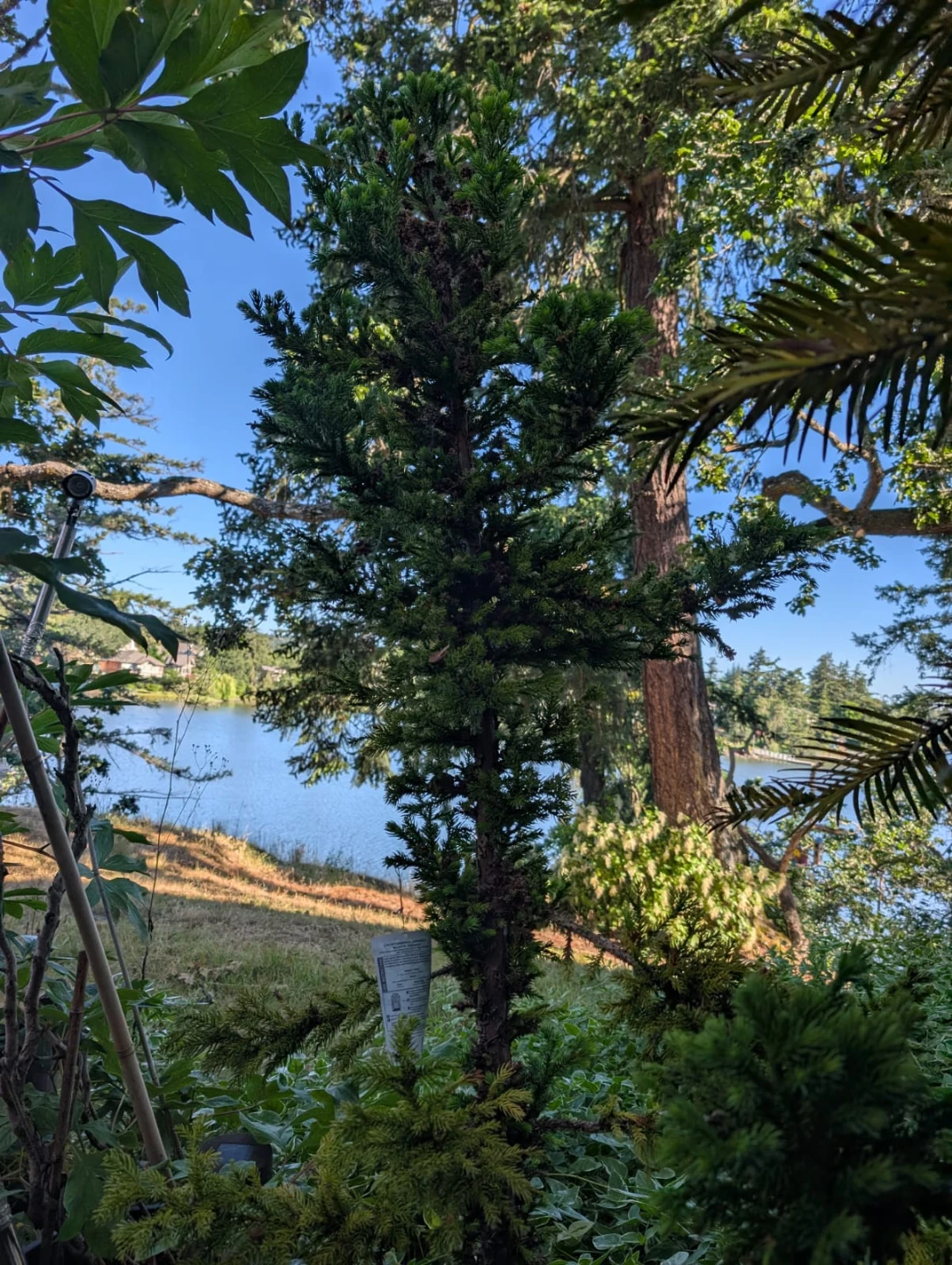 Japanese Black Dragon Tree