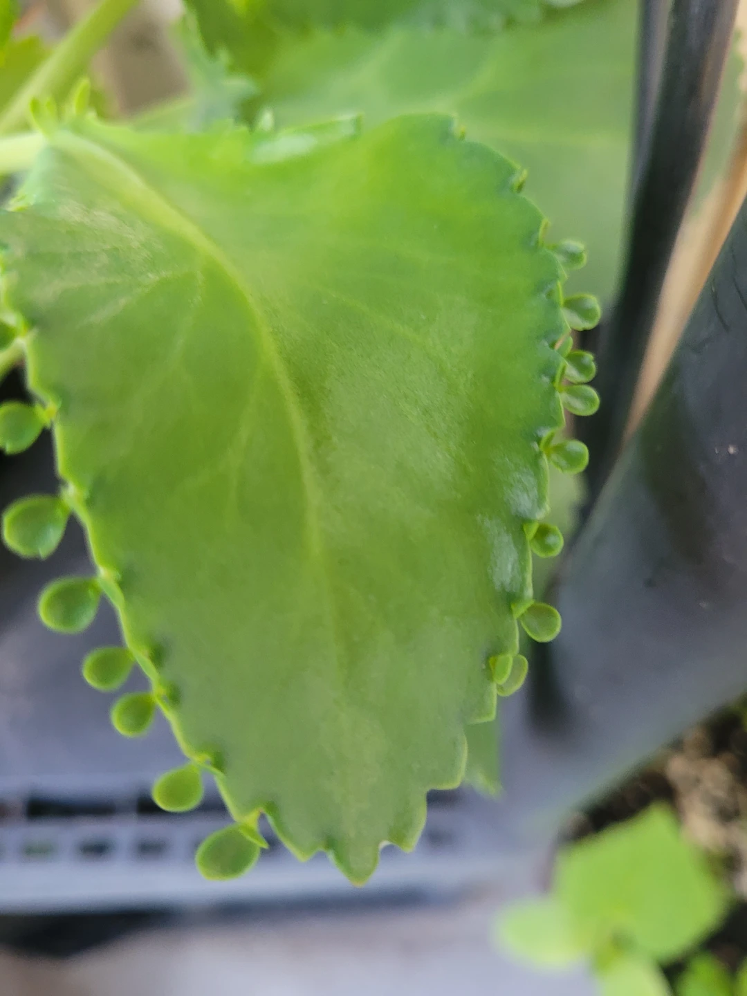 ⚽ Mother of Thousands Plant