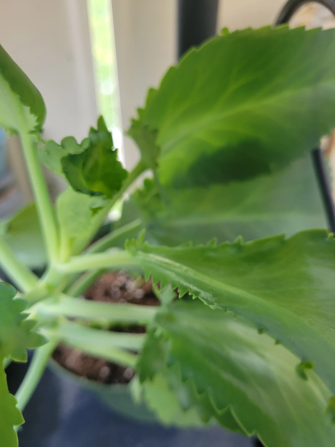 ⚽ Mother of Thousands Plant - photo 2