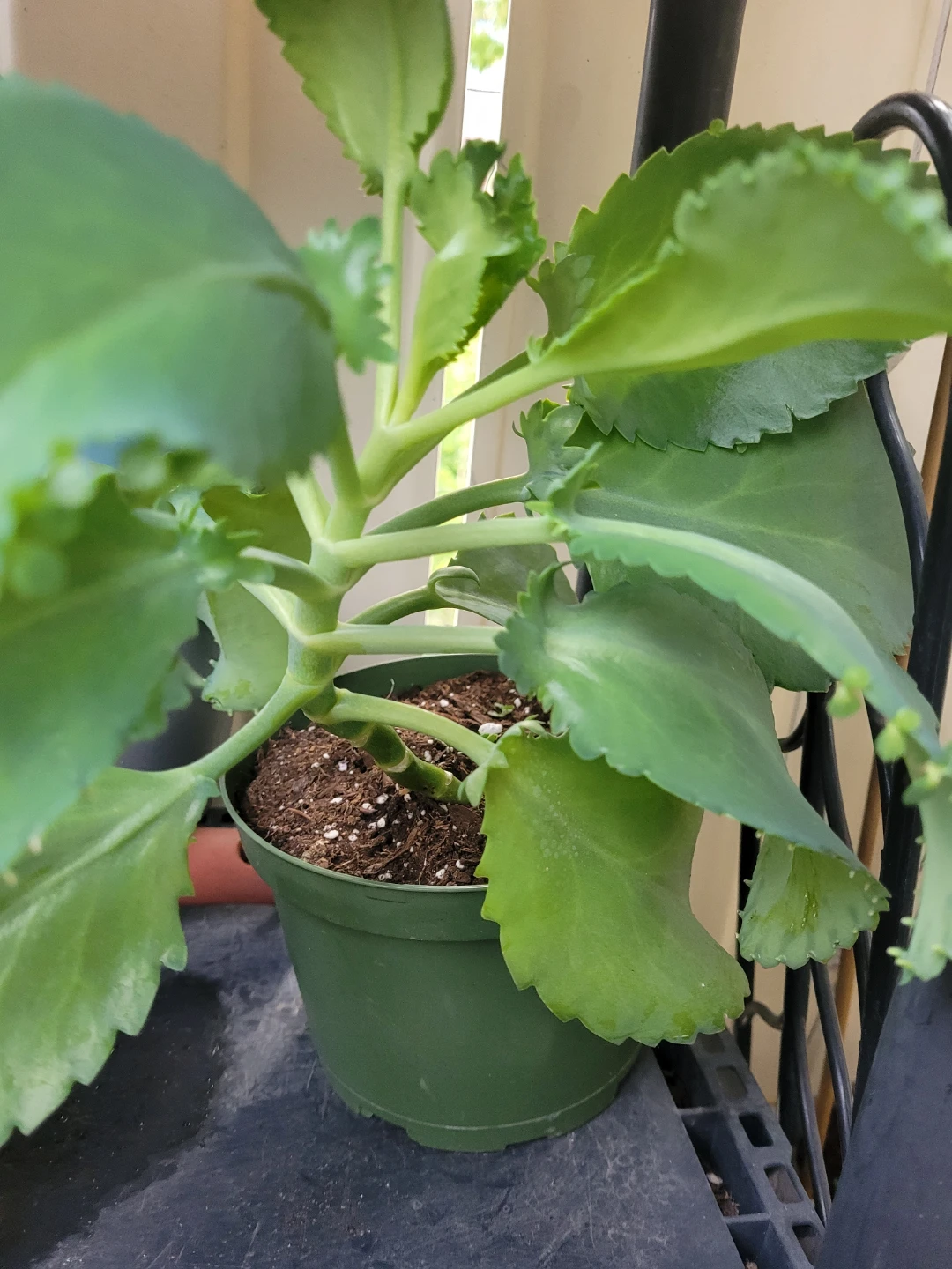 ⚽ Mother of Thousands Plant - photo 3