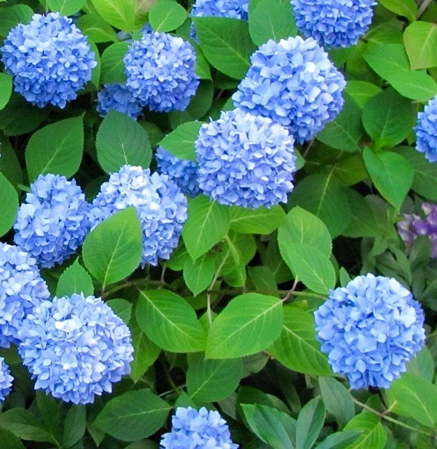 Blue Hydrangea plant with roots