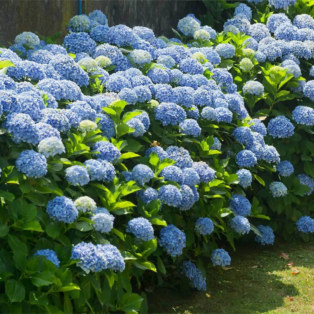 Blue Hydrangea plant with roots - photo 2