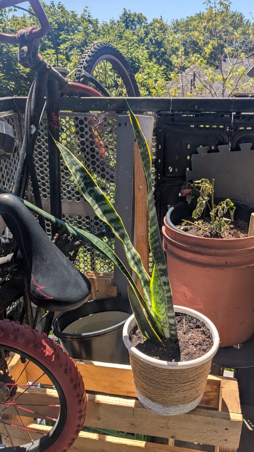Snake Plant in Decorative Pot