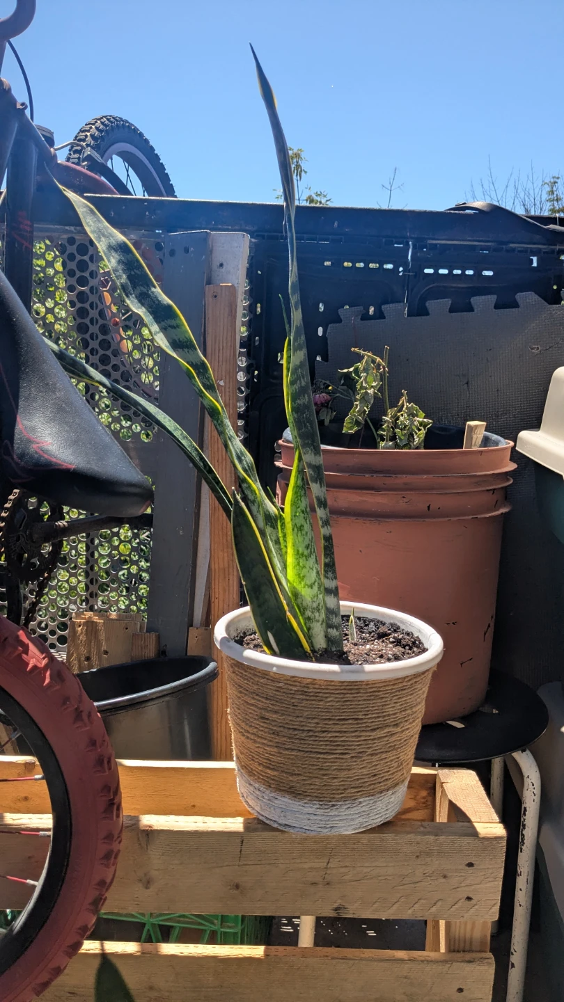 Snake Plant in Decorative Pot - photo 2