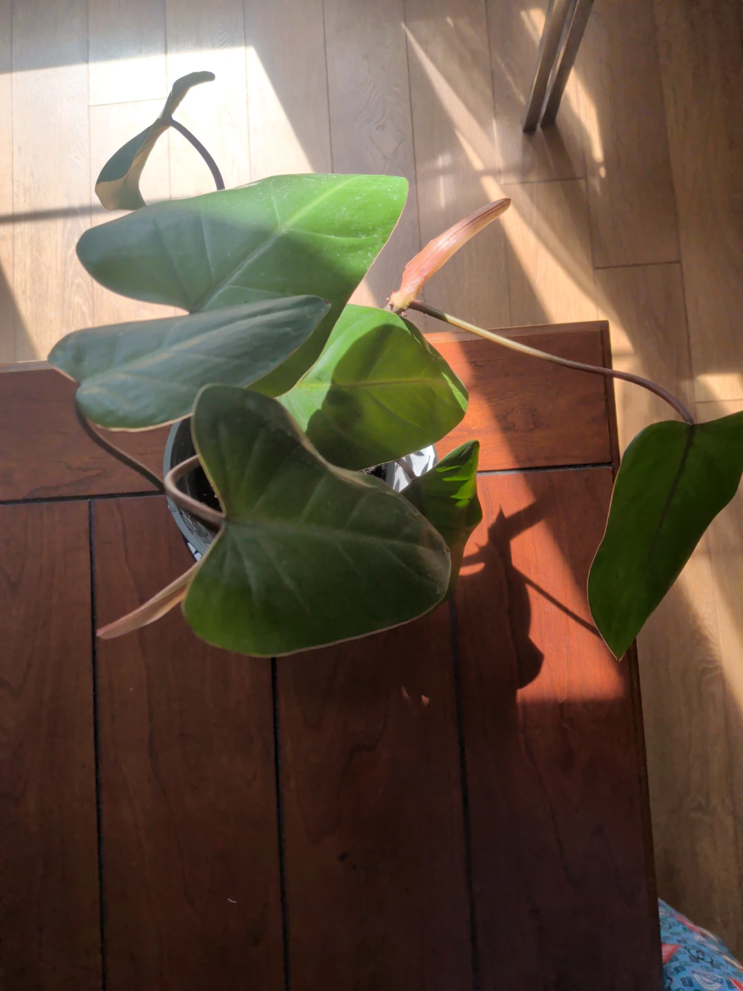 Potted pink princess Philodendron Plant - photo 2