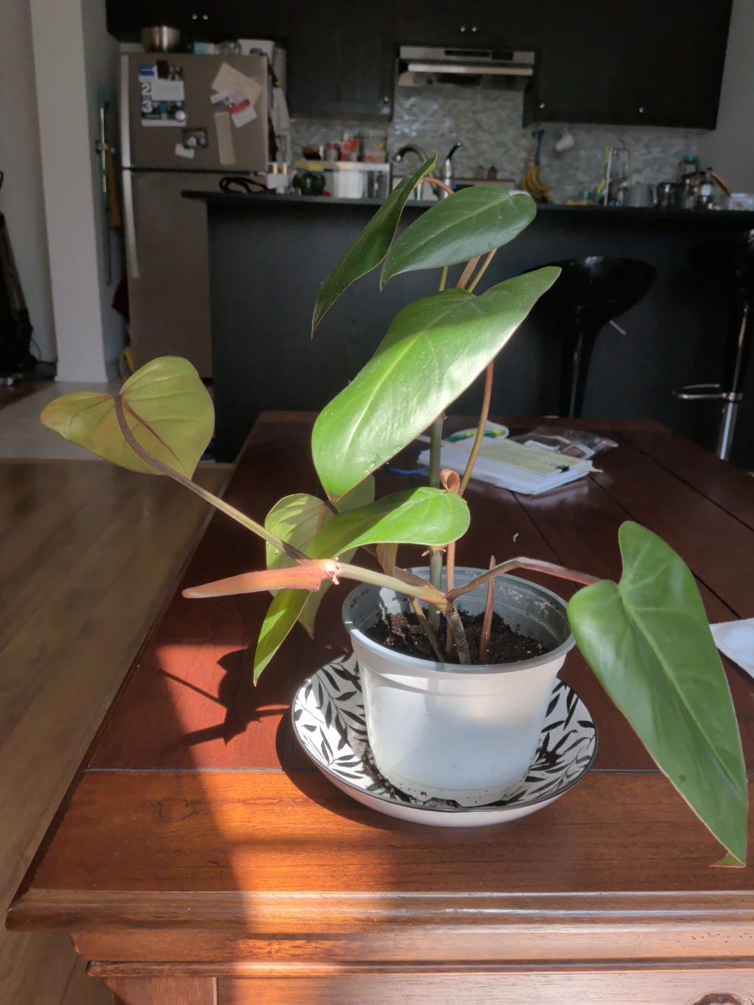 Potted pink princess Philodendron Plant