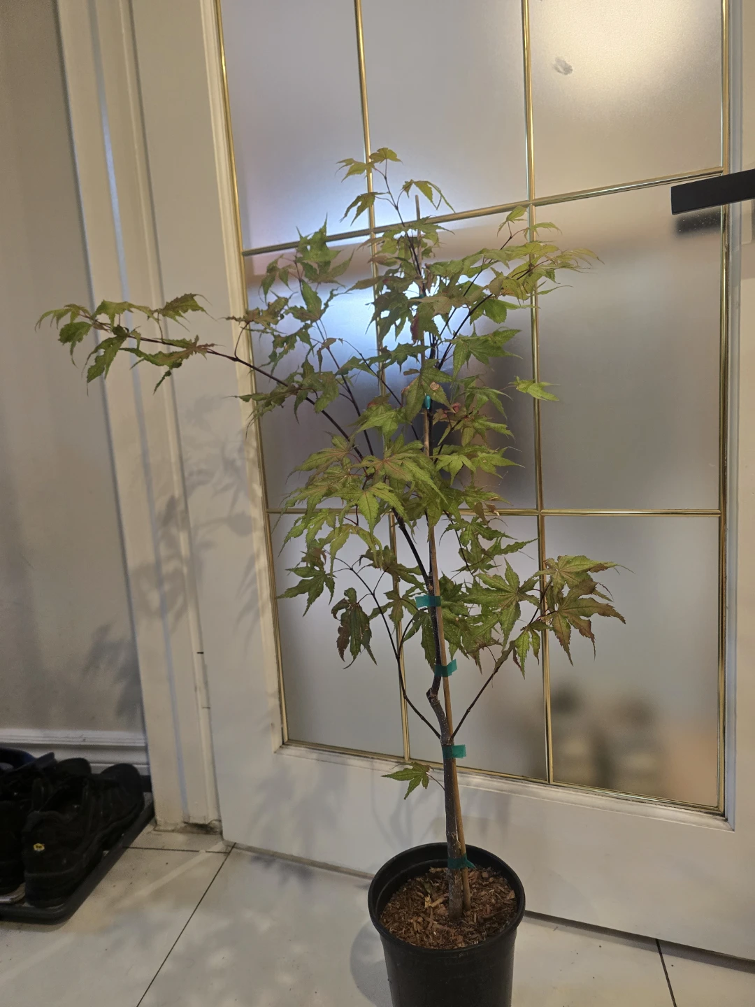 Japanese Maple Trees - photo 3