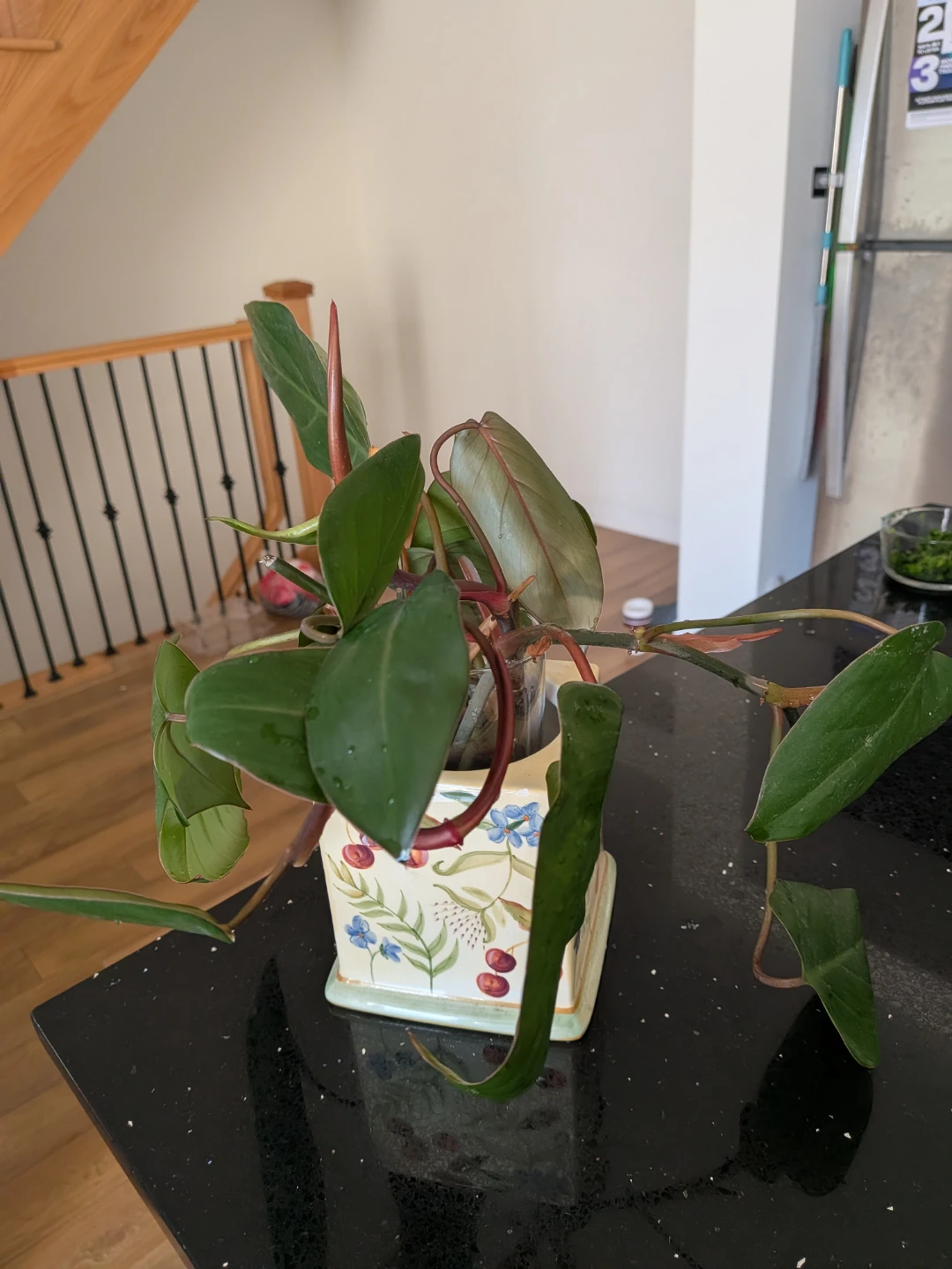 Potted pink princess Philodendron Plant