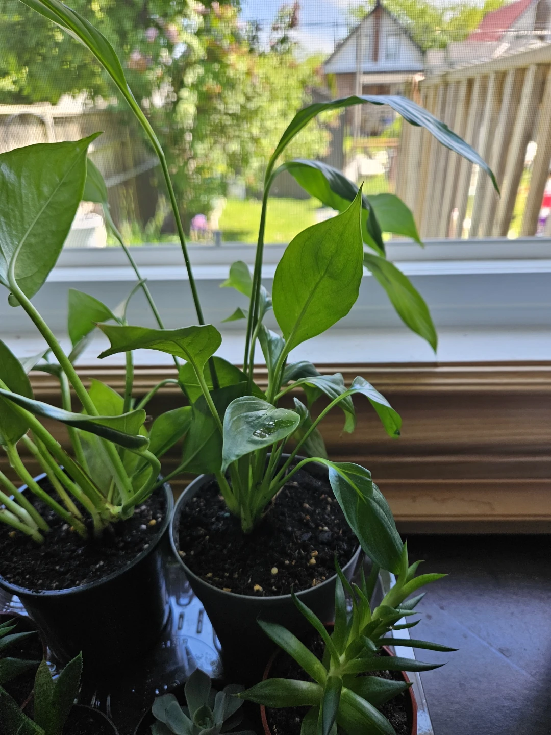 Succulents,  Peace Lily,  Pothos, Dracaena - photo 3