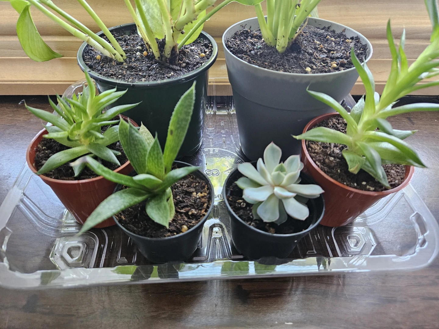 Succulents,  Peace Lily,  Pothos, Dracaena - photo 4
