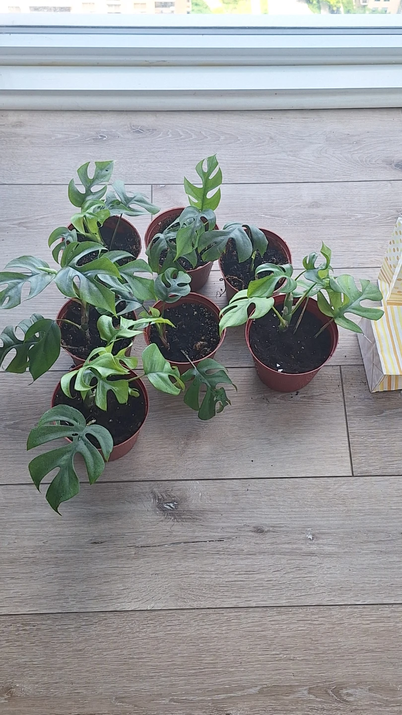 Monstera Alocasia Plants